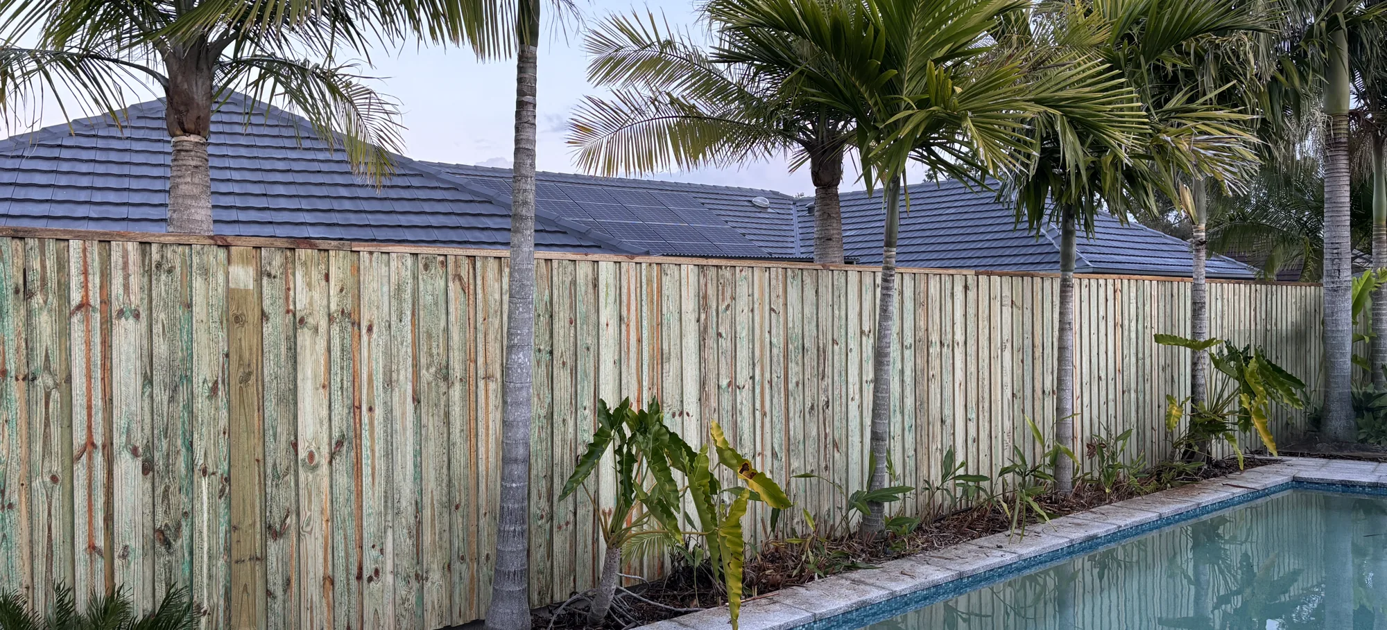 New timber paling fence beside a backyard pool